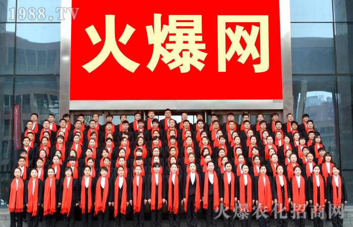 火爆之中的常青藤
