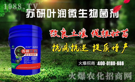 蘇研葉潤