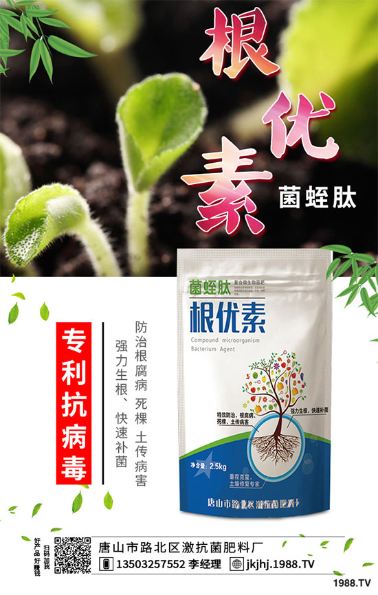 白菜霜霉病是如何引起的?有哪些危害?白菜霜霉病的預防措施