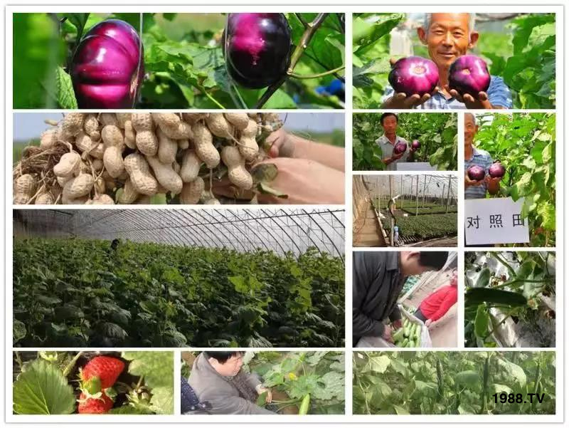 礦源黃腐酸鉀——精品肥!1公斤=8噸有機(jī)肥!新疆源頭直發(fā)。!
