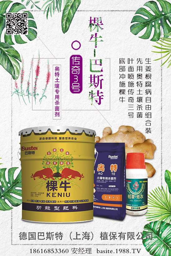 菜豆要高產(chǎn),種植方法很重要!菜豆如何高產(chǎn)栽培呢?