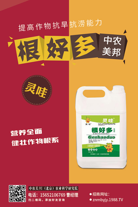 蘿卜種植方法有哪些?這樣種,每畝能夠多收兩三成!