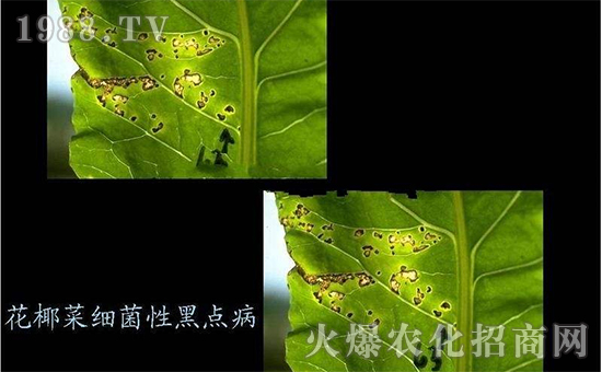 花椰菜細(xì)菌性黑點(diǎn)病3