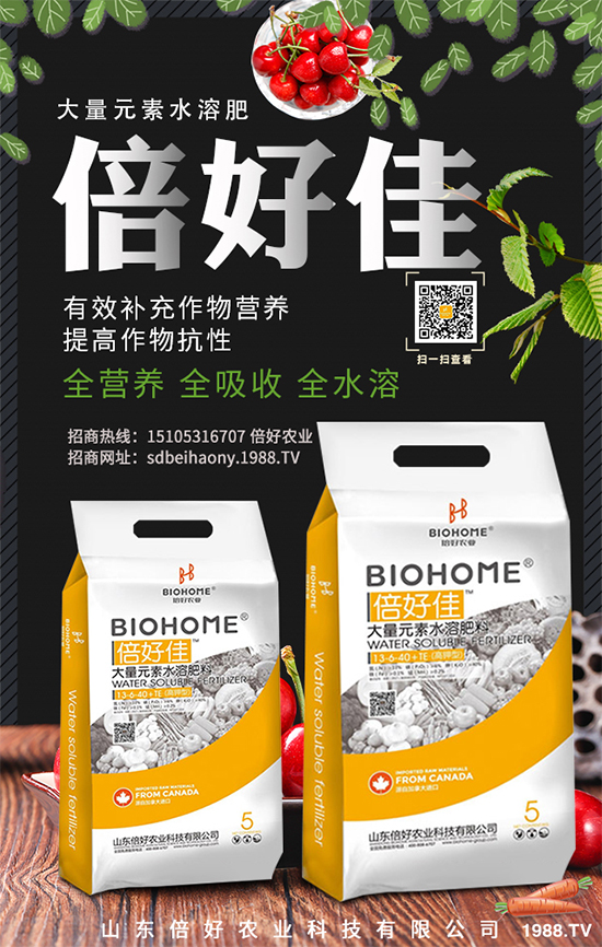 木耳菜如何過冬?木耳菜冬季管理措施