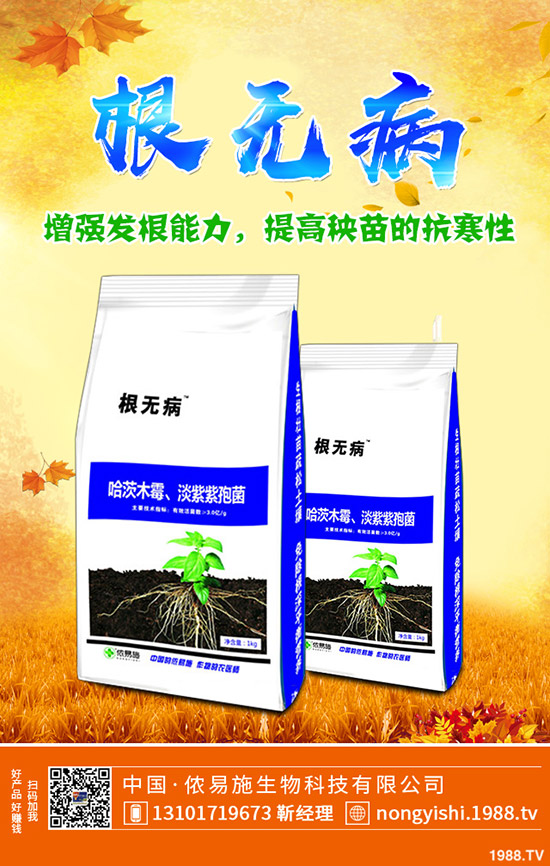 黑棗的種植要點有哪些?黑棗的田間管理