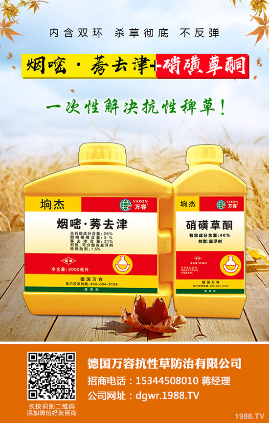 李子苗種植的季節(jié),李子高產種植要點!