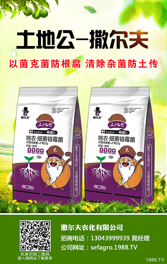 秋季大棚種植什么比較好?種植什么蔬菜好及推薦品種!秋茬大棚種植指南!