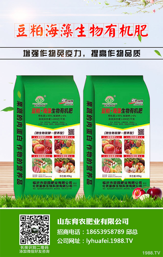 西蘭花種植需要注意些什么?西蘭花四個種植階段的管理要點