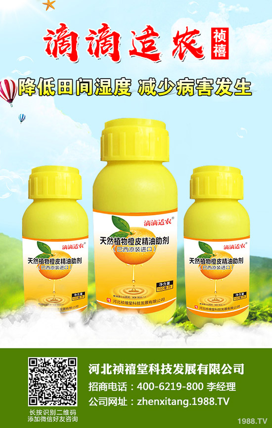 秋季草莓如何管理才能高產(chǎn)?秋季草莓定植管理技術!