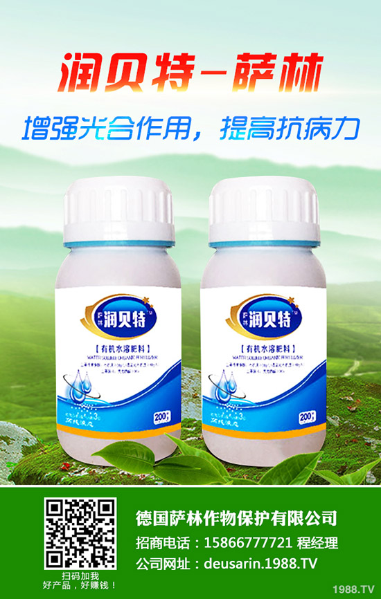 生姜的種植時(shí)間,生姜高產(chǎn)種植技術(shù)!