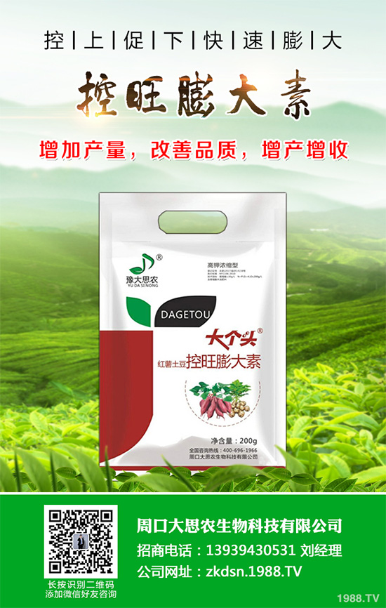 萵苣炭疽病危害這么大,到底該如何防治?萵苣炭疽病的防治方法