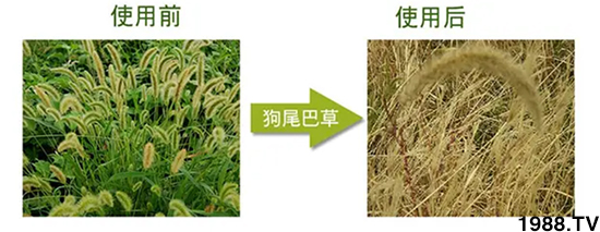 【北京鼎瑞】恭祝新老客戶鼠年大吉,新春快樂(lè),財(cái)源滾滾!
