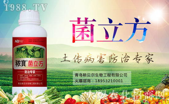 菌立方