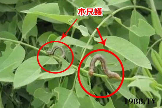 核桃木尺蠖
