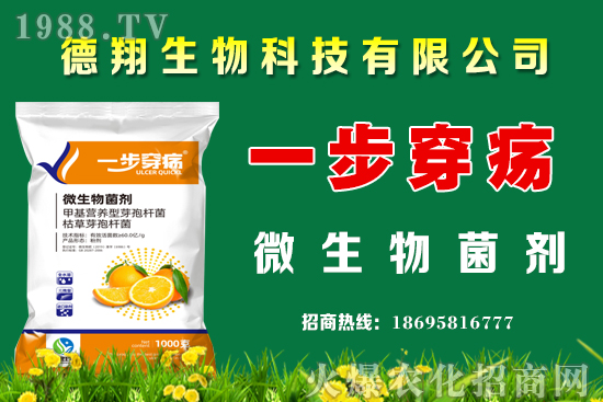 柑橘落果