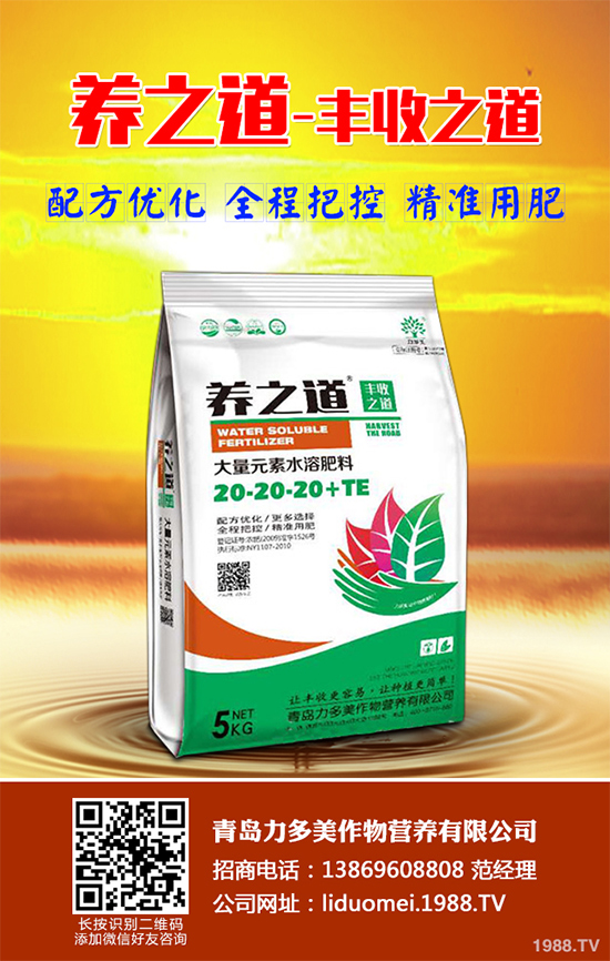 板藍根該如何種植?板藍根高產(chǎn)種植技術(shù)要點