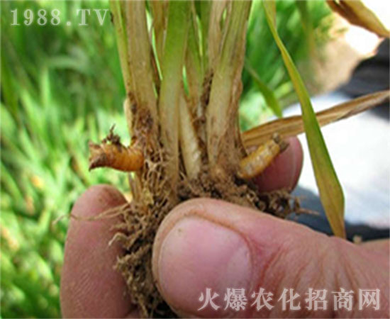 蘿卜金針