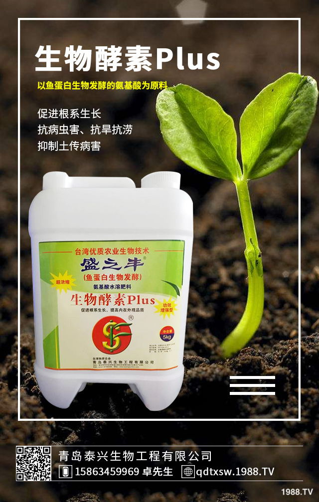 卷心菜該如何挑選?卷心菜的選購技巧及功效作用