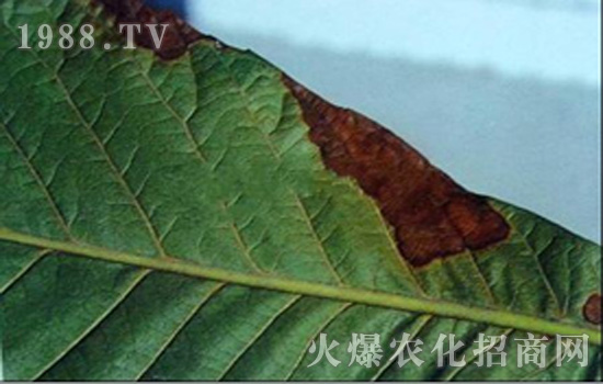 污葉病