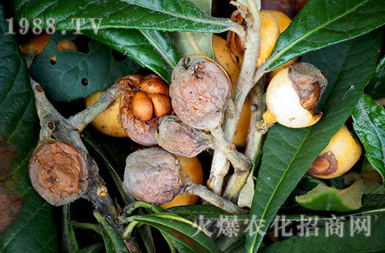 枇杷日灼病1