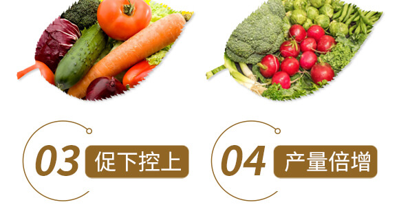 中藥材山藥茯苓專(zhuān)用-含腐植酸水溶肥-北美農(nóng)大_07