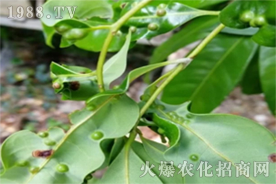 荔枝葉癭蚊