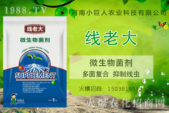 根結(jié)線蟲(chóng)咋防治?根結(jié)線蟲(chóng)克星-“線老大”多菌復(fù)合、抑制線蟲(chóng)!