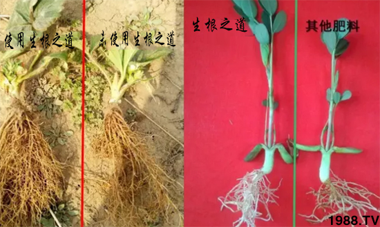 作物根系差,產(chǎn)量低?“生根之道”快生新根,抗病增產(chǎn)無憂!