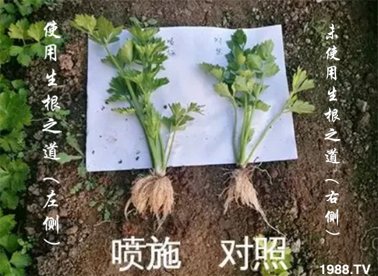 作物根系差,產(chǎn)量低?“生根之道”快生新根,抗病增產(chǎn)無憂!