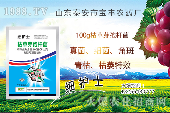 作物萎蔫、干枯,多半是發(fā)生了青枯病!青枯病VS枯萎。〗棠汨b別難治病害!