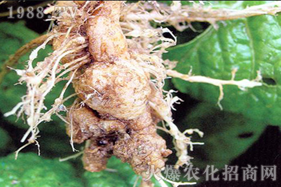 芥藍根腫病