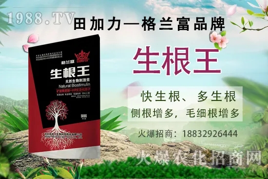 名貴中藥天麻的生長環(huán)境,天麻的品種及種植前景如何?
