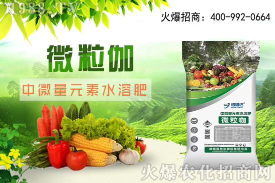 辣椒該怎么育苗,辣椒育苗時間及育苗注意要點(diǎn)!