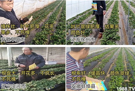 水溶肥市場(chǎng)大變革!?海藻精、魚蛋白將被它代替!1000多用戶鼎力推薦!