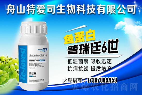 當歸爛根