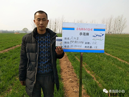 小麥雜草,節(jié)節(jié)麥泛濫成災(zāi),怎么辦?小麥除草劑怎么選