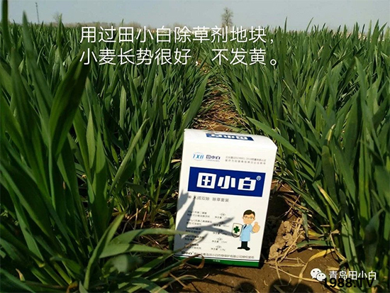小麥雜草,節(jié)節(jié)麥泛濫成災(zāi),怎么辦?小麥除草劑怎么選