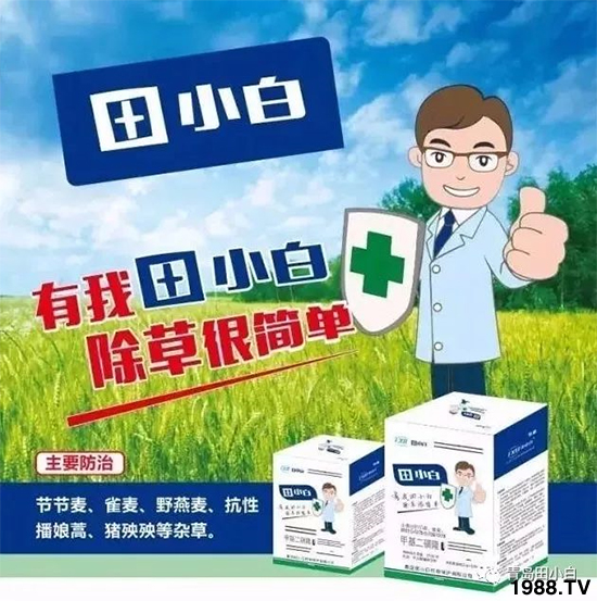 小麥雜草,節(jié)節(jié)麥泛濫成災(zāi),怎么辦?小麥除草劑怎么選