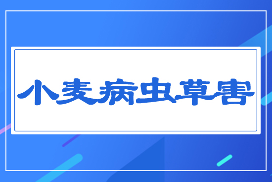 小麥病、蟲、草害