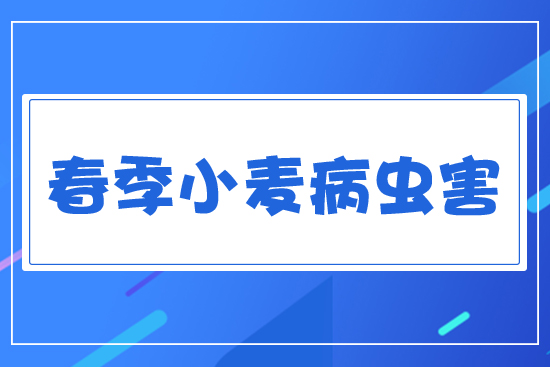 春季小麥病蟲(chóng)害