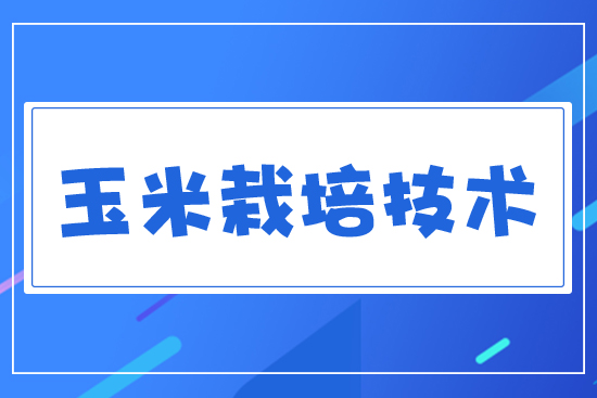 玉米栽培技術(shù)