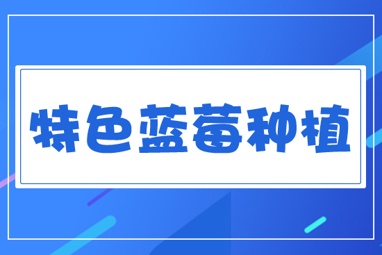 特色藍(lán)莓種植
