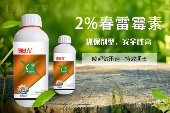番茄潰瘍病怎么辦?聽(tīng)聽(tīng)專(zhuān)家怎么說(shuō)!