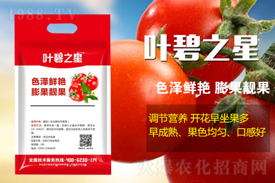 番茄開花少產量低怎么辦?牢記這幾點,番茄坐果不用愁!