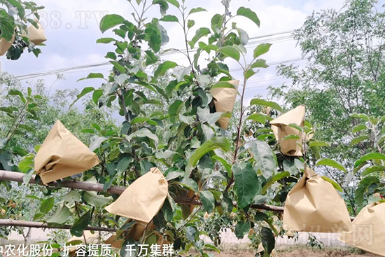 果實(shí)套袋后可減少農(nóng)藥殘留,改善果子的外觀品質(zhì),可大大提高果品賣相,更容易出售并賣出高價(jià),所以果樹套袋目前仍然是我國果園的主要管理方法,套袋蘋果表光就是好,也少病害。