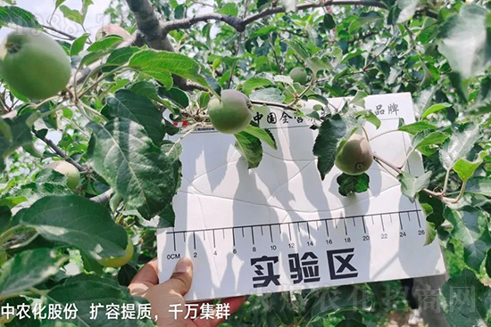 果實(shí)套袋后可減少農(nóng)藥殘留,改善果子的外觀品質(zhì),可大大提高果品賣相,更容易出售并賣出高價(jià),所以果樹套袋目前仍然是我國果園的主要管理方法,套袋蘋果表光就是好,也少病害。