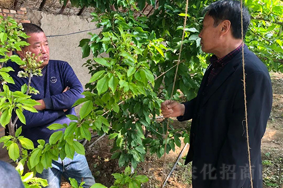 中農化新疆北疆辦事處負責人:同路同行共發(fā)展