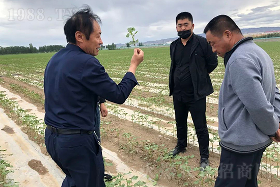 中農化新疆北疆辦事處負責人:同路同行共發(fā)展