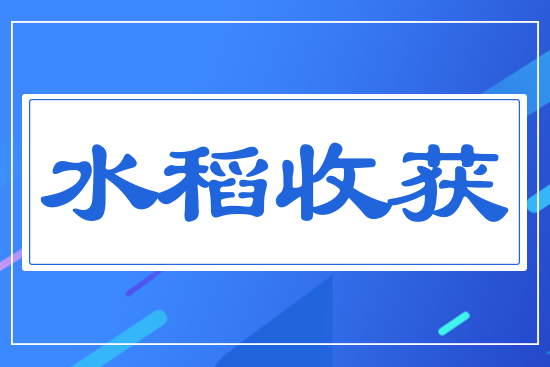 水稻收獲