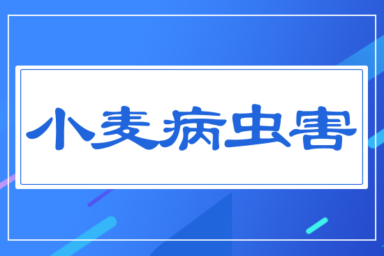 小麥病蟲(chóng)害